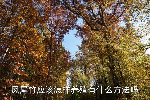 凤尾竹，凤尾竹的养法