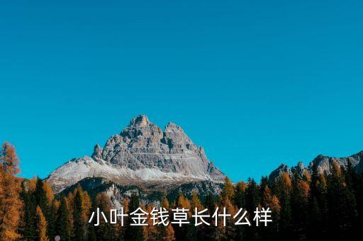 小金钱草图片，各位大侠本人急需知道金钱草各个种类的图片万分感谢