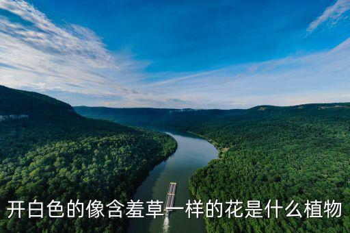 光荚含羞草，这是什么植物很想合欢又像是金凤花