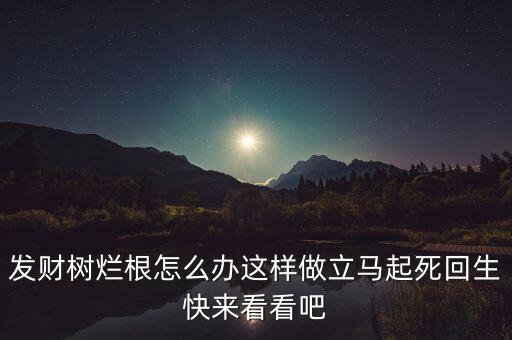 发财树根部腐烂怎么处理救治，发财树烂根怎样救治