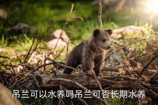 吊兰可以水养吗吊兰可否长期水养