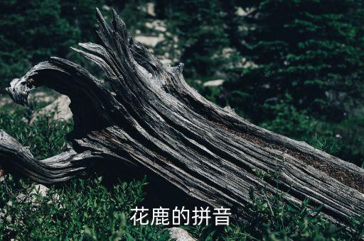 花鹿的拼音