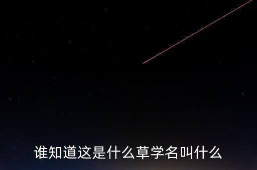 谁知道这是什么草学名叫什么
