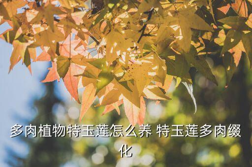 多肉植物特玉莲怎么养 特玉莲多肉缀化