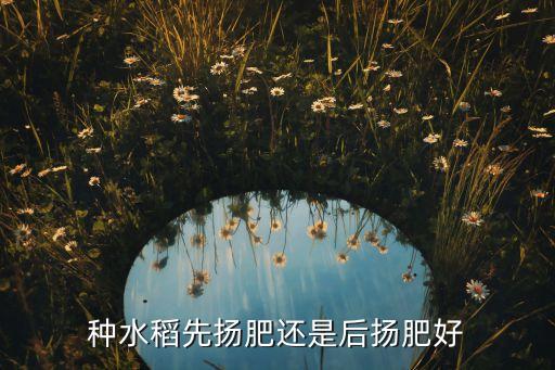种水稻先扬肥还是后扬肥好