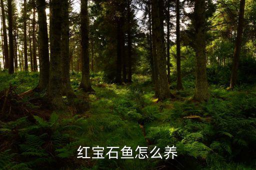 红宝石鱼怎么养