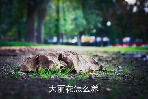 大丽花怎么养