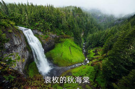 秋海棠图片，四季海棠怎么结种子要不要授粉