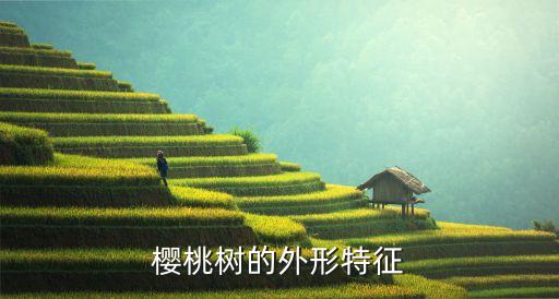 樱桃树的外形特征