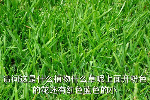 请问这是什么植物什么草呢上面开粉色的花还有红色蓝色的小