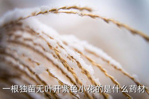 一根独苗无叶开紫色小花的是什么药材