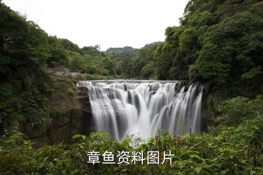 章鱼资料图片