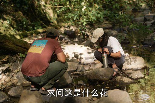 求问这是什么花