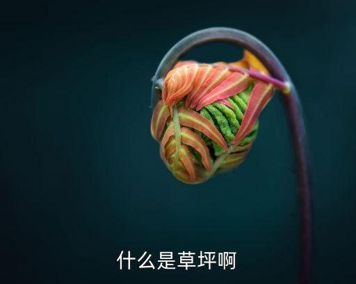 什么是草坪啊