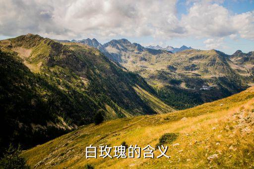 白玫瑰的含义