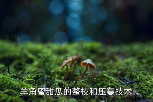 羊角蜜甜瓜的整枝和压蔓技术