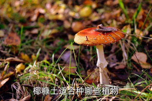 椰糠土，椰糠土怎么种花卉嘴最理想