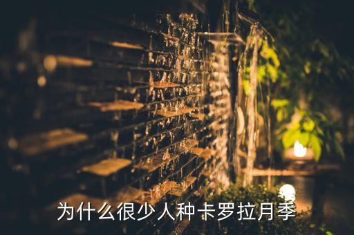 为什么很少人种卡罗拉月季