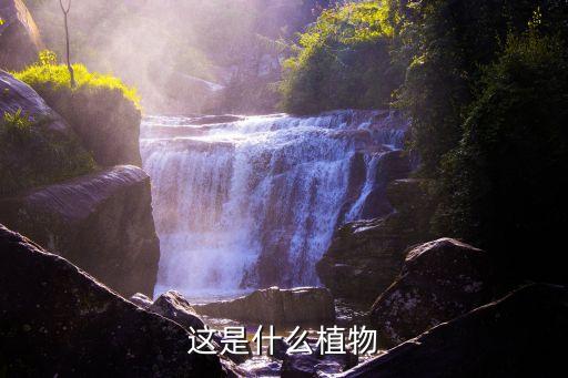 肖竹芋，这是什么植物