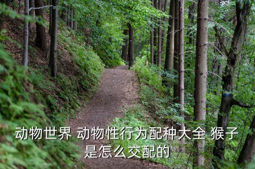 动物世界 动物性行为配种大全 猴子是怎么交配的