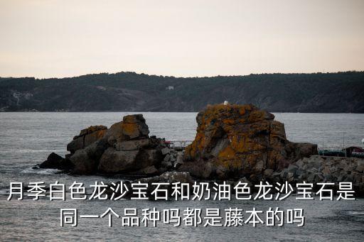 奶油龙沙，请教小窗台上想种奶白色月季奶龙和无限永远哪个好