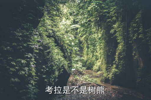 考拉是树袋熊吗，考拉和树袋熊是不是同一种动物