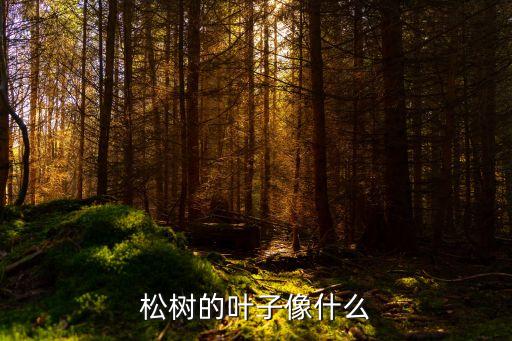 松树的叶子像什么，松树叶像什么