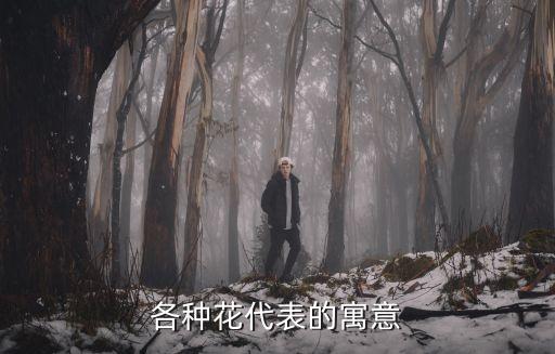 各种花代表的寓意