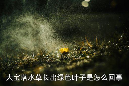 大宝塔水草长出绿色叶子是怎么回事