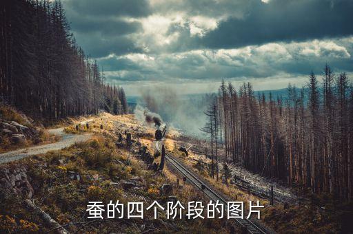 五龄蚕图片，蚕的四个阶段的图片