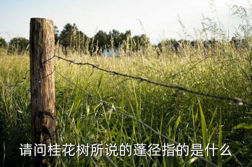 请问桂花树所说的蓬径指的是什么