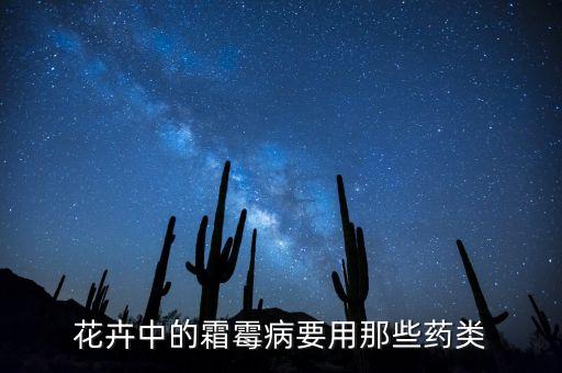 月季霜霉病，月季霜霉病怎么治