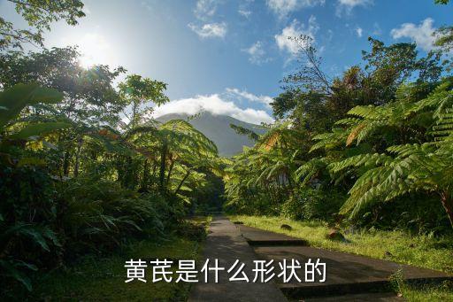 黄芪长什么样子，黄芪长什么样
