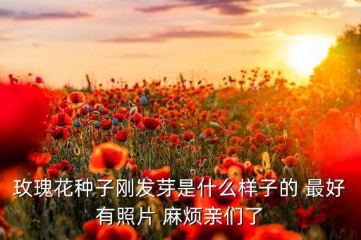 玫瑰花种子刚发芽是什么样子的 最好有照片 麻烦亲们了