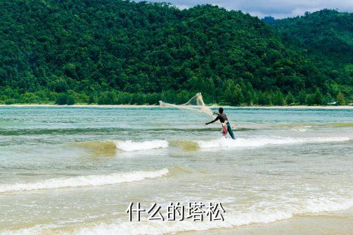 什么的塔松