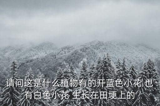 请问这是什么植物有的开蓝色小花 也有白色小花 生长在田埂上的