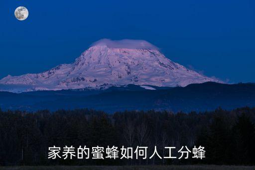 家养的蜜蜂如何人工分蜂