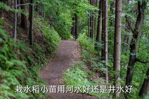 栽水稻小苗用河水好还是井水好