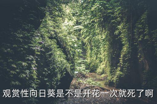 观赏向日葵，观赏性向日葵是不是开花一次就死了啊