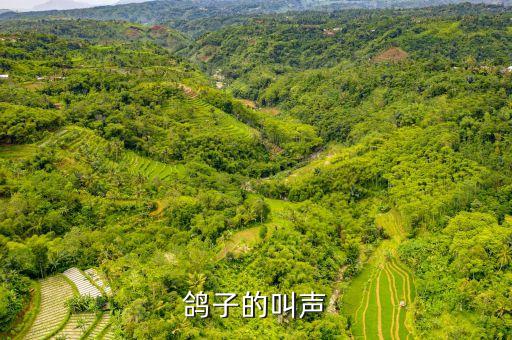 鸽子的叫声