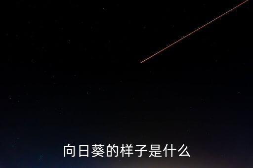 向日葵图片，漂亮的向日葵图