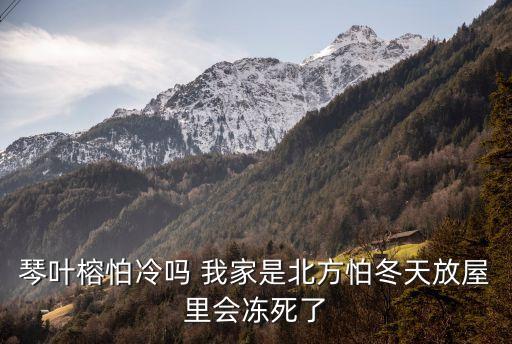 琴叶榕怕冷吗 我家是北方怕冬天放屋里会冻死了