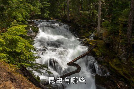 昆虫有哪些