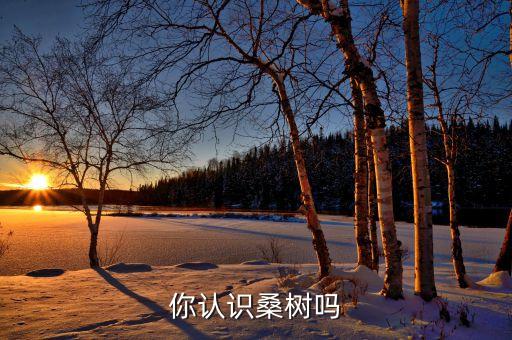 你认识桑树吗