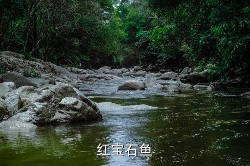 红宝石鱼