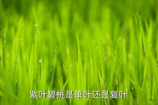 紫叶碧桃，紫叶碧桃的介绍
