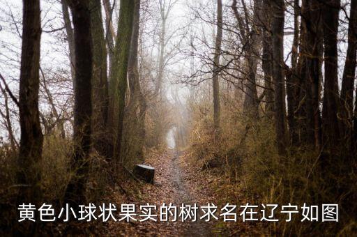 沙棘树图片，上个月我去草原天路挖了一棵小沙棘树我家在河北保定到家之