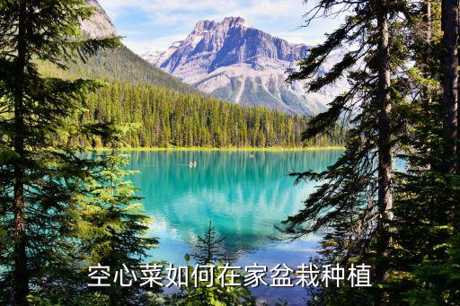 空心菜如何在家盆栽种植