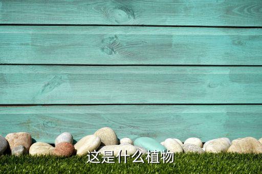 这是什么植物