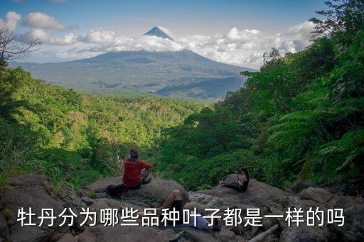 牡丹花叶子，牡丹花叶枯怎么办
